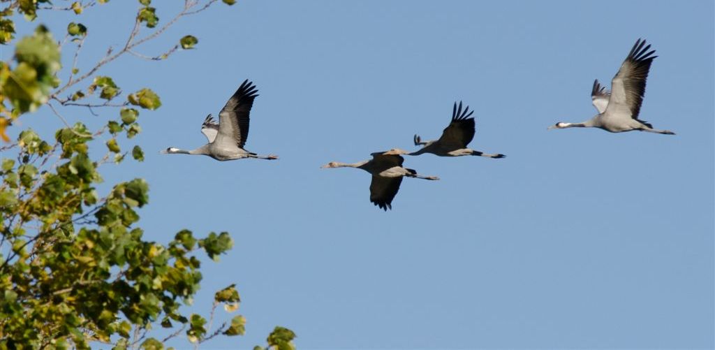 kraanvogels