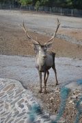 red-deer-616467_640